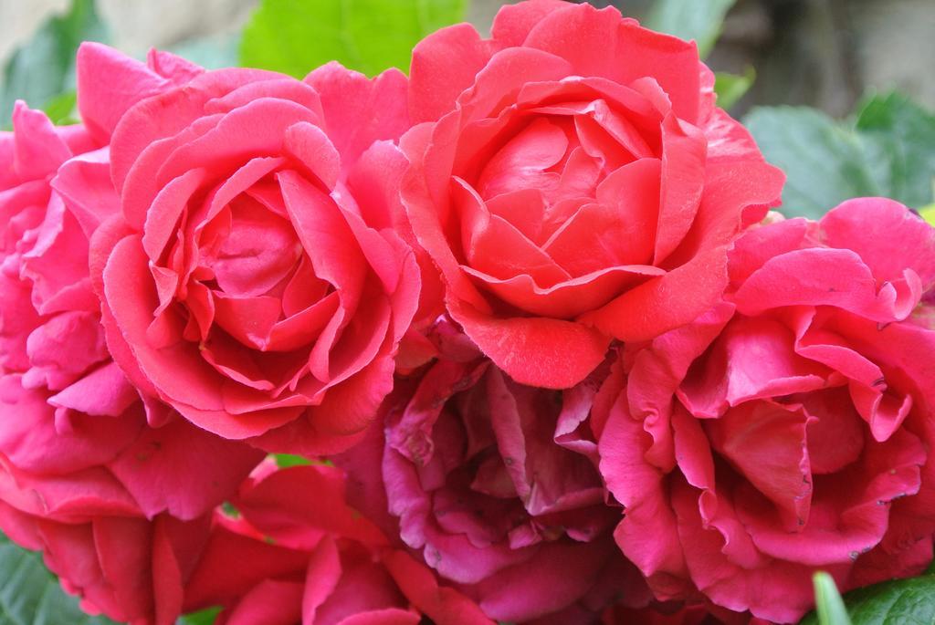 Domaine La Rose Bed & Breakfast Caylus Room photo